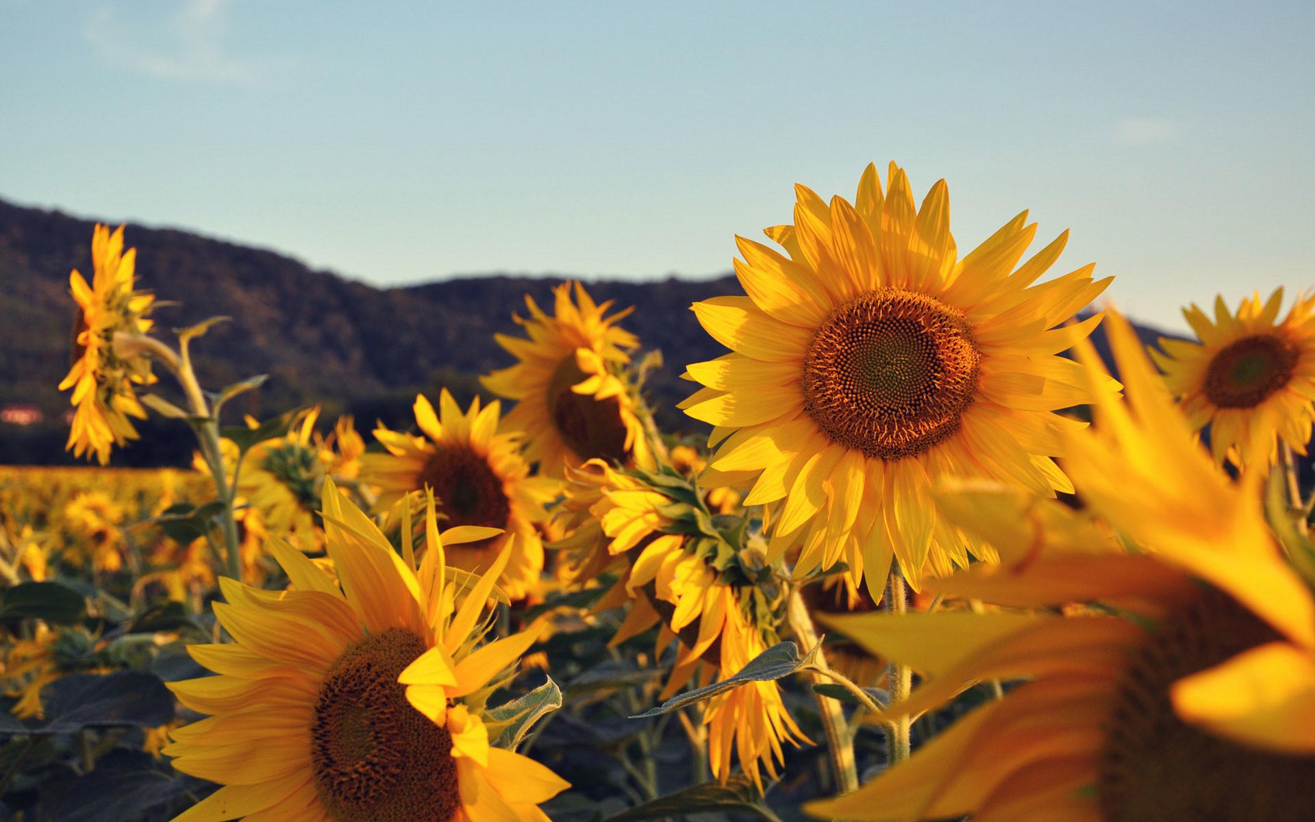 Aesthetic Sunflower Wallpapers