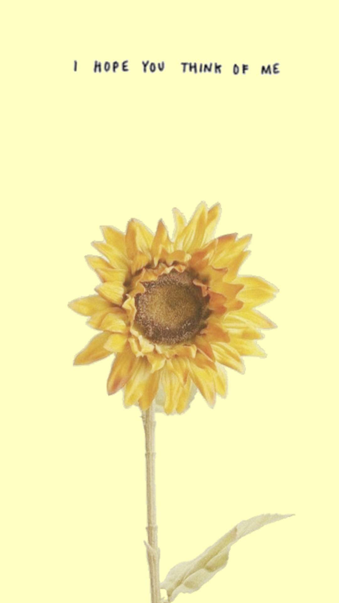 Aesthetic Sunflower Wallpapers