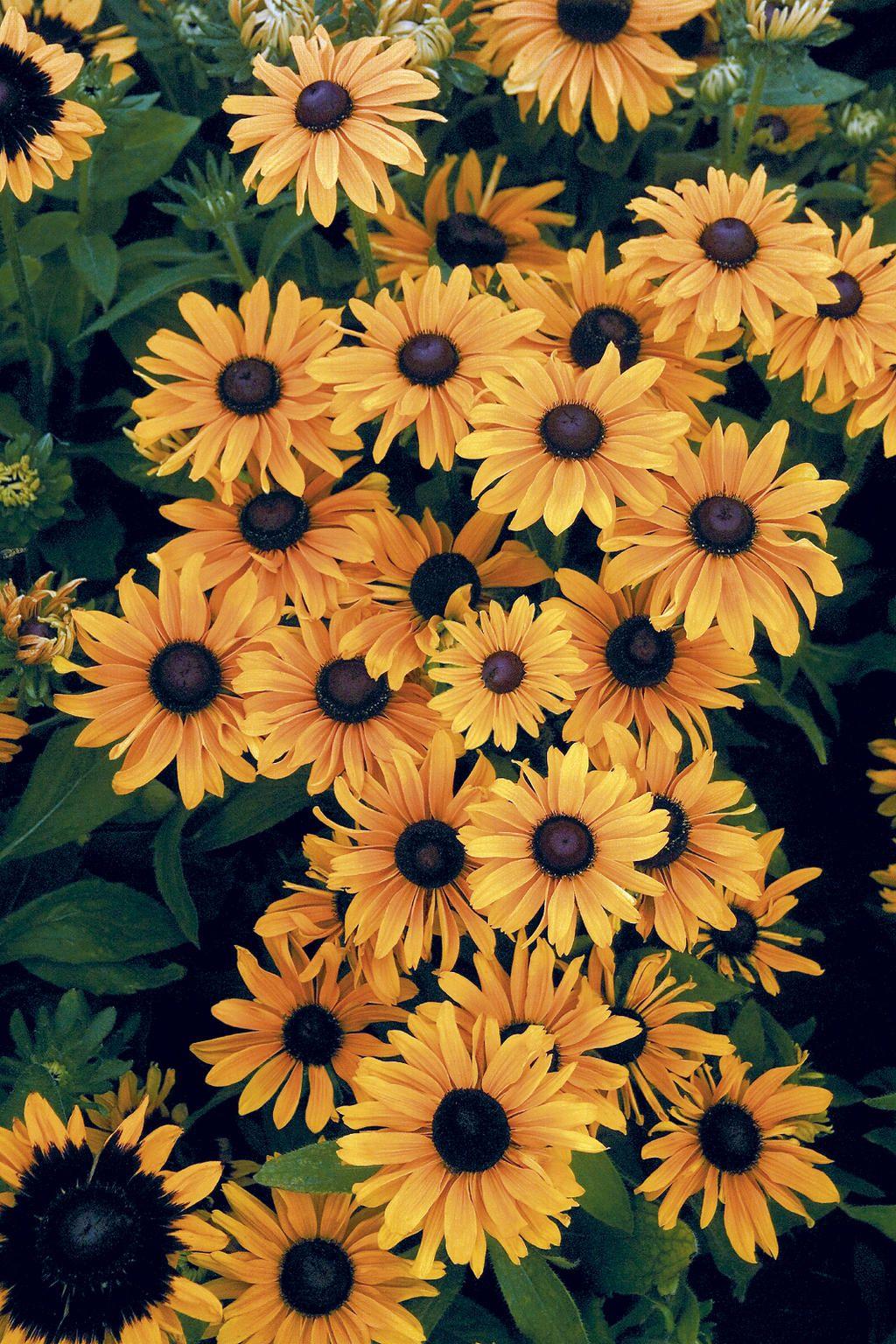 Aesthetic Sunflower Wallpapers