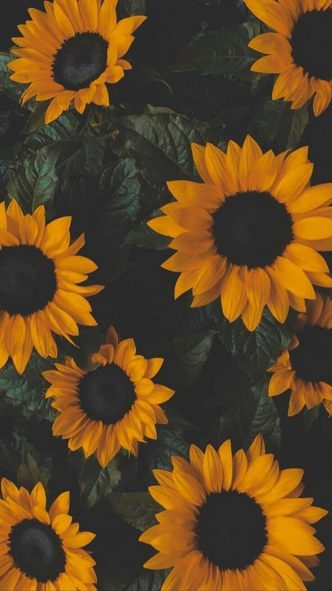 Aesthetic Sunflower Wallpapers