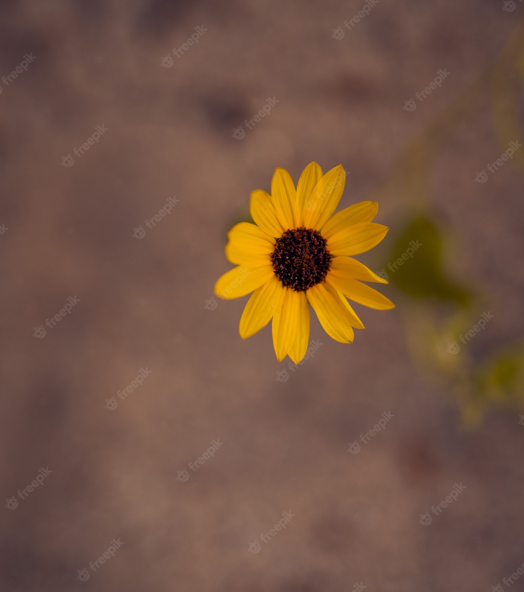 Aesthetic Sunflower Wallpapers