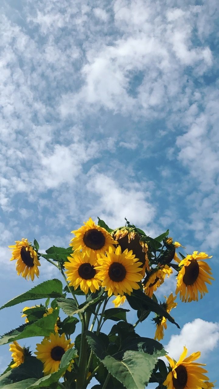 Aesthetic Sunflower Wallpapers