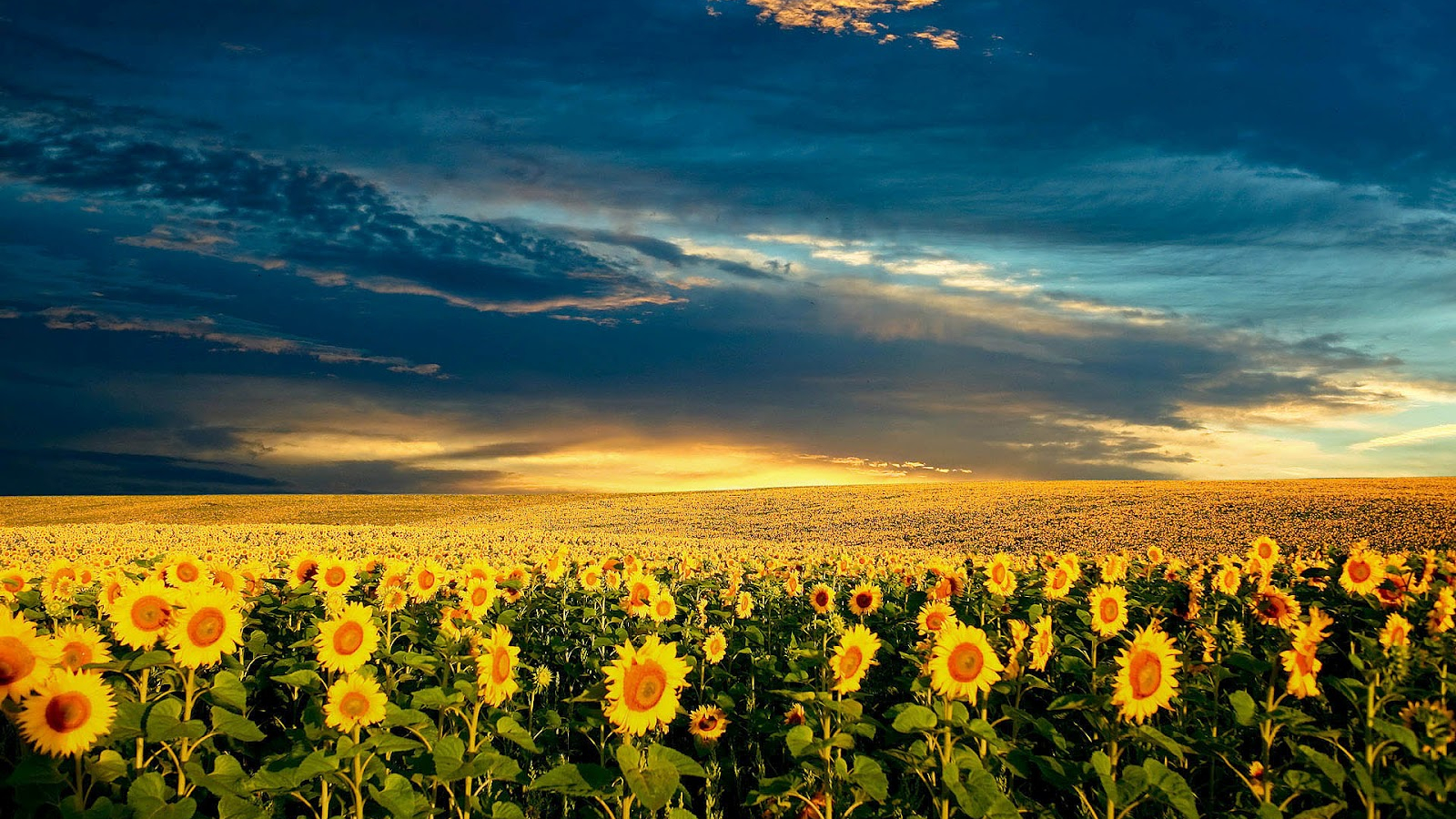 Aesthetic Sunflower Wallpapers