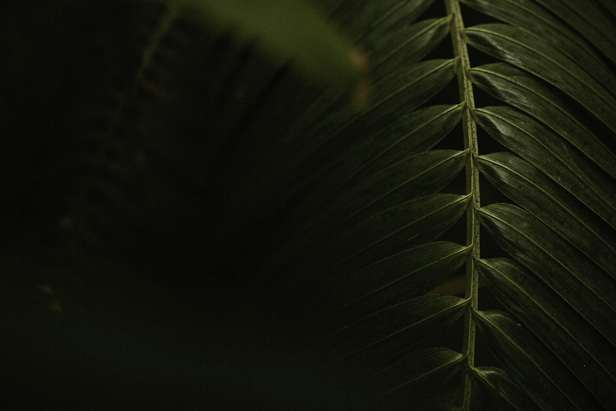 Aesthetic Tropical Leaves Wallpapers