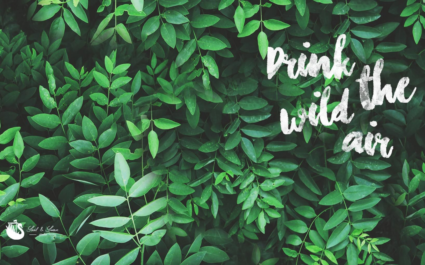 Aesthetic Tropical Leaves Wallpapers