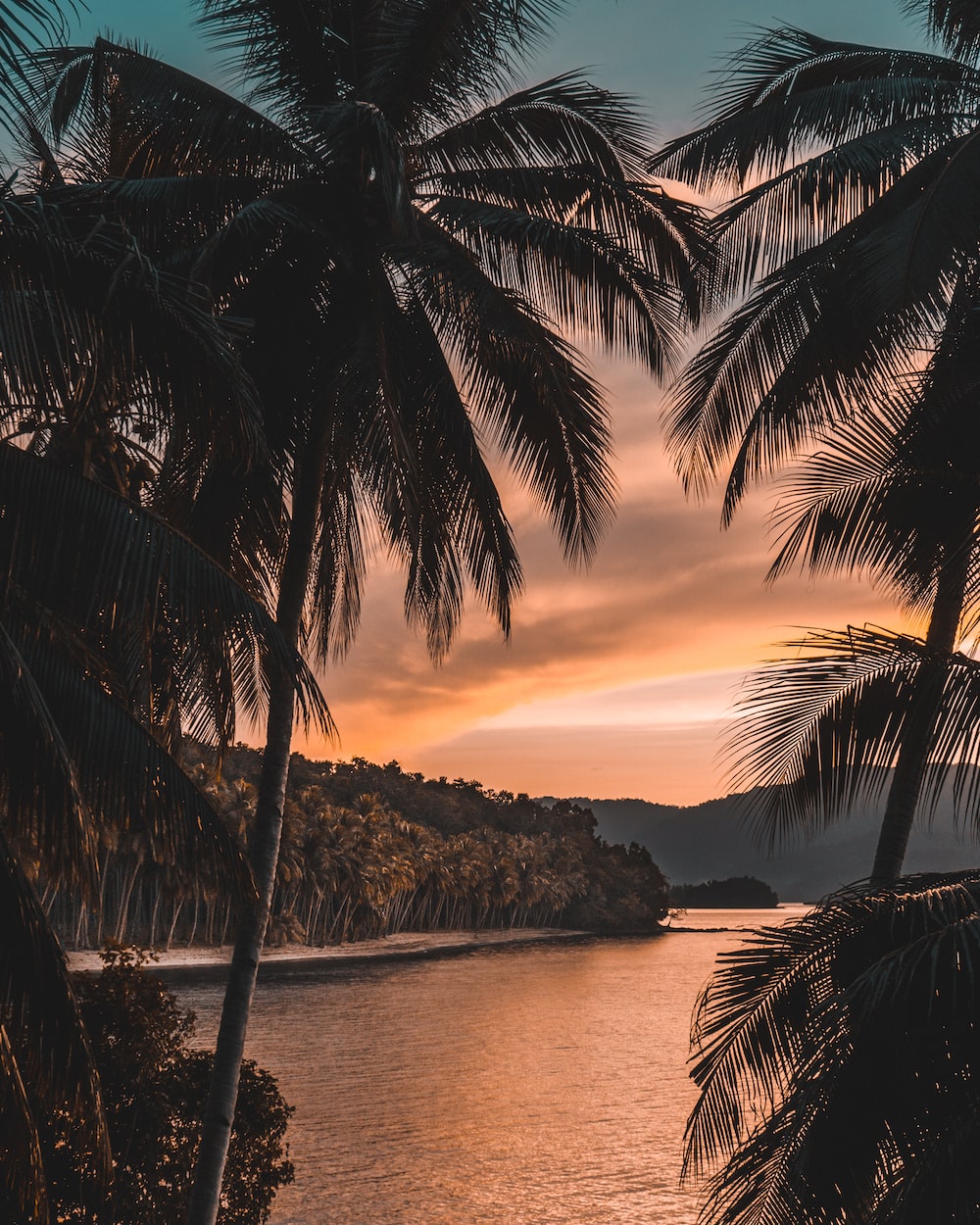 Aesthetic Tropical Wallpapers