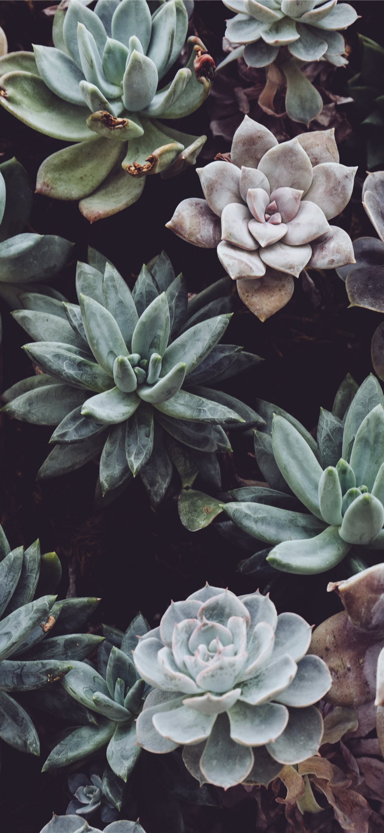 Aesthetic Tumblr Plant Wallpapers