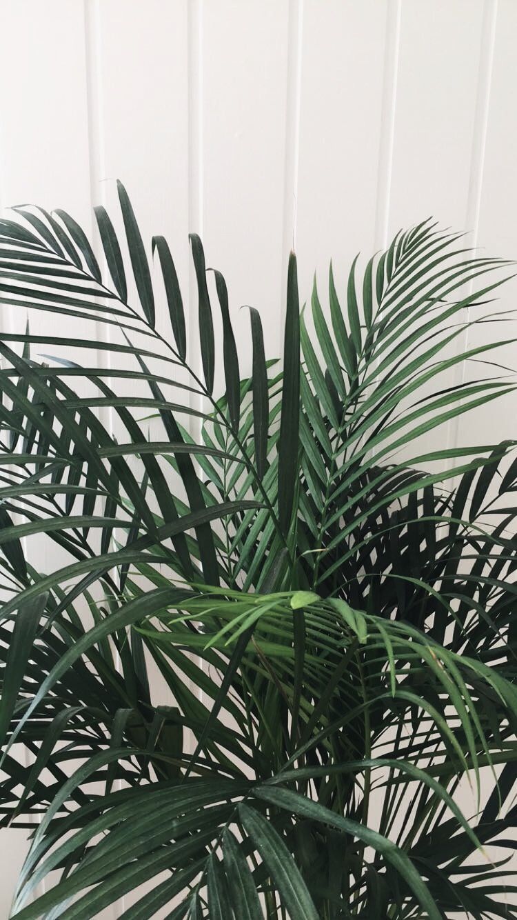 Aesthetic Tumblr Plant Wallpapers