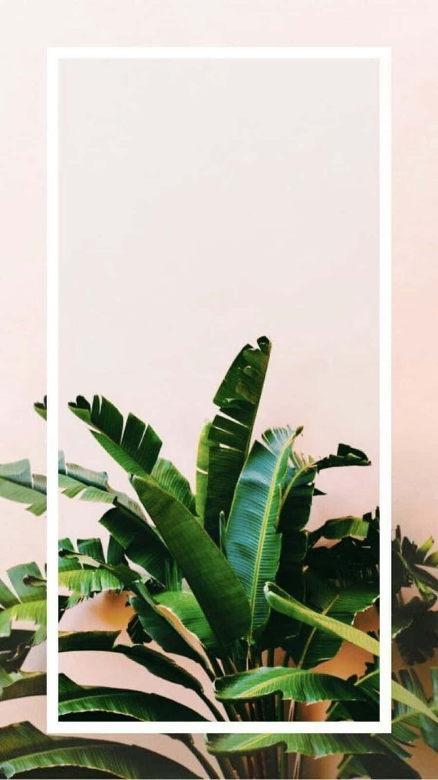 Aesthetic Tumblr Plant Wallpapers