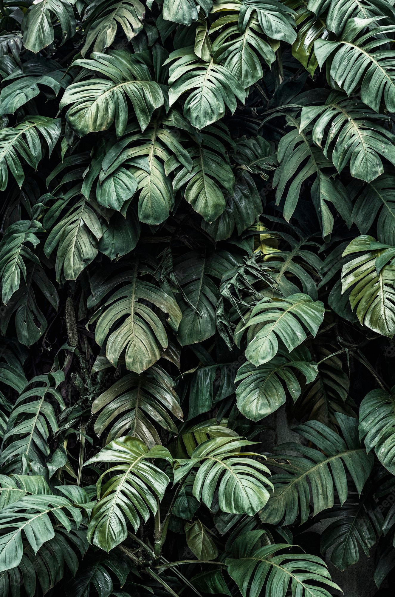 Aesthetic Tumblr Plant Wallpapers