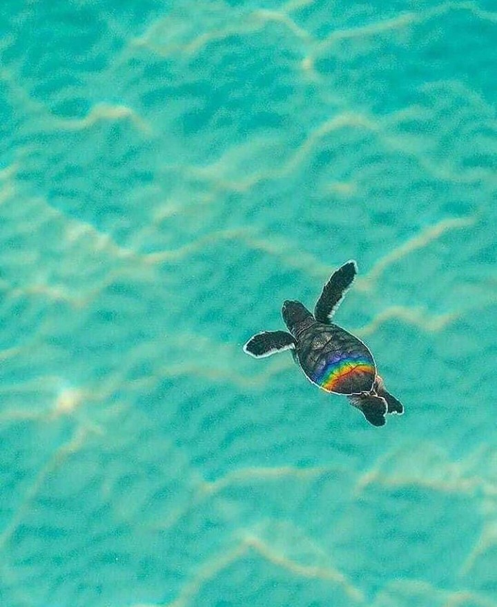 Aesthetic Turtles Wallpapers