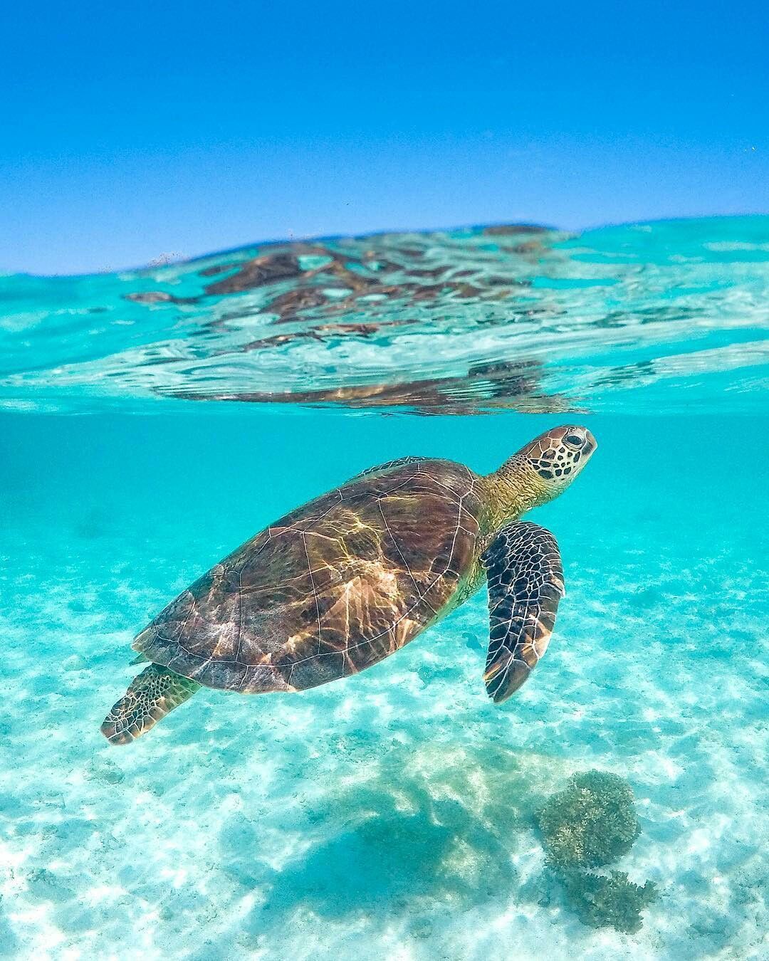 Aesthetic Turtles Wallpapers