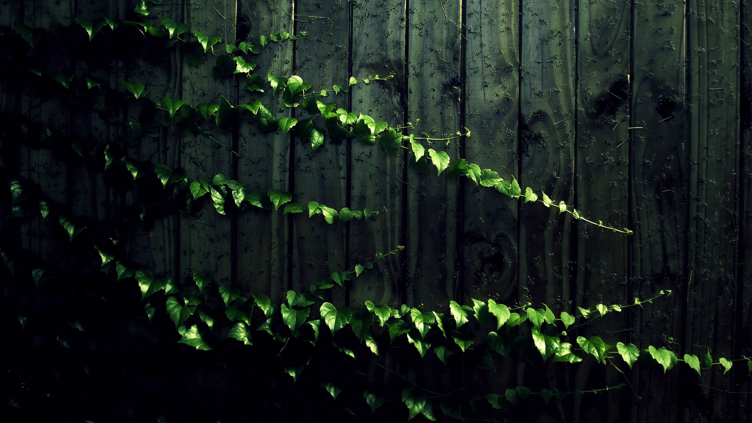 Aesthetic Vines Wallpapers