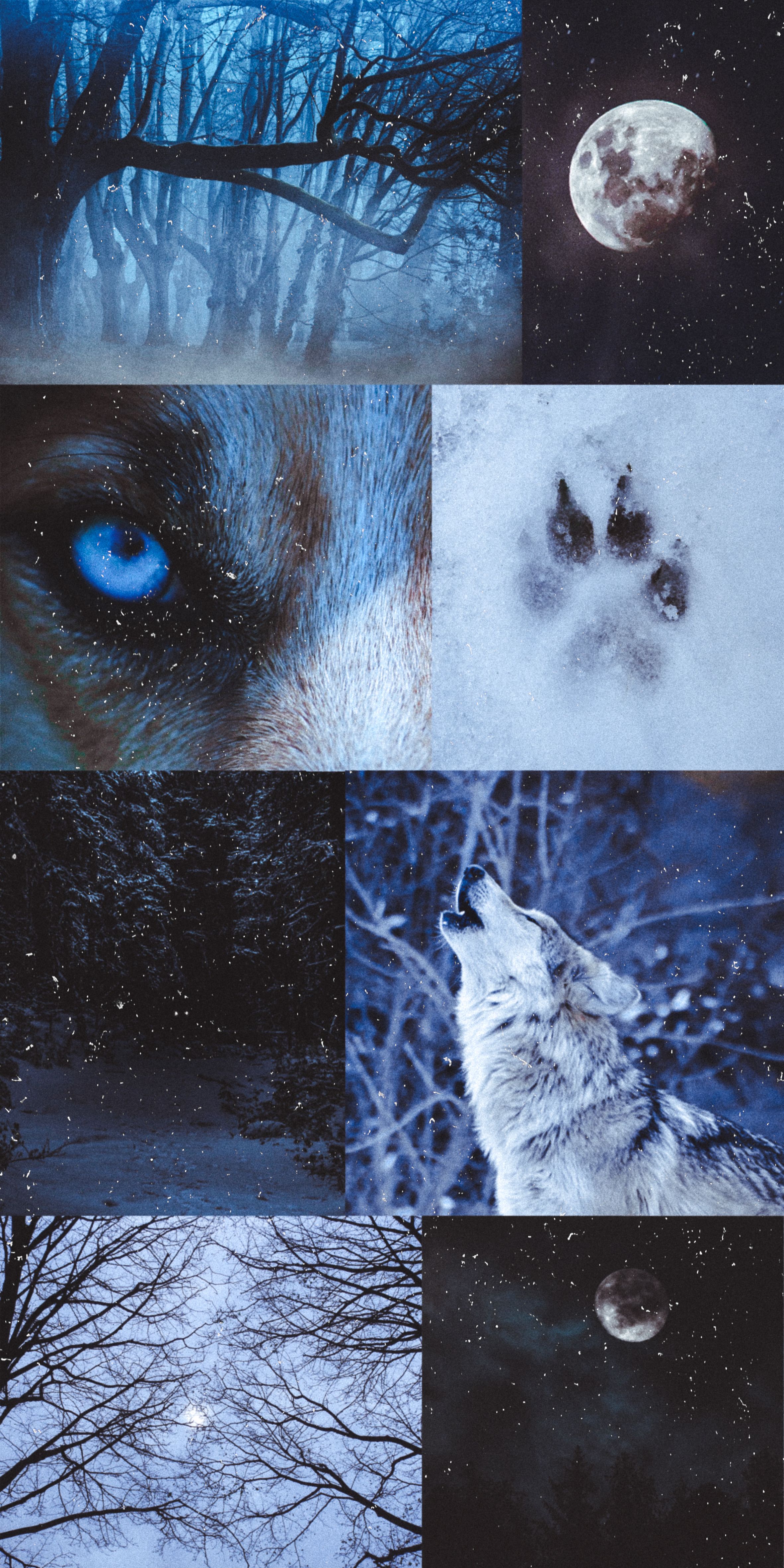 Aesthetic Wolf Wallpapers