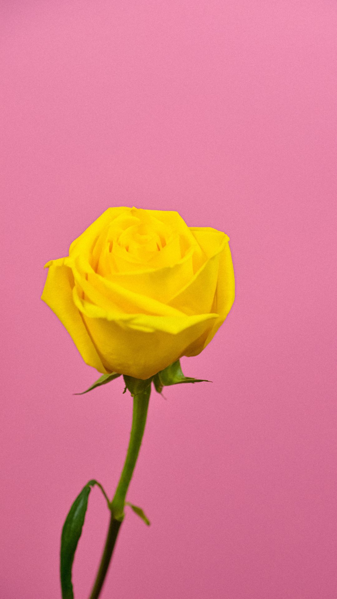 Aesthetic Yellow Rose Wallpapers