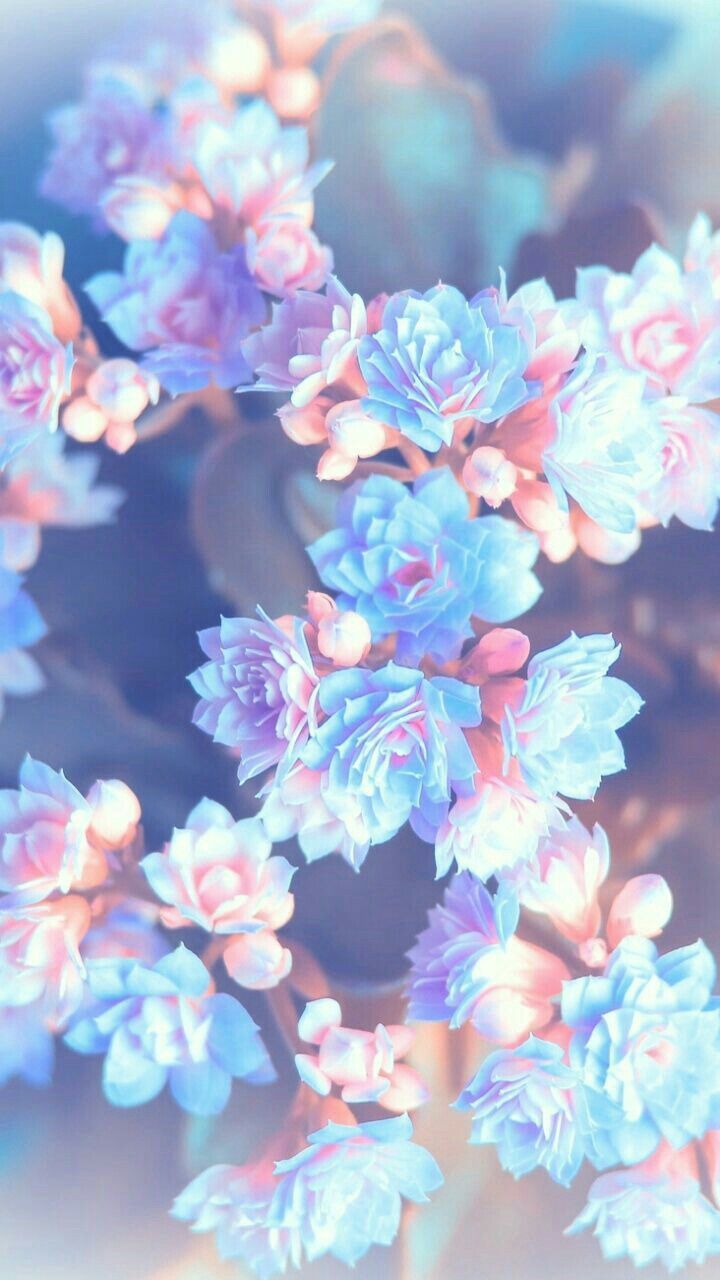 Aesthetics Blue Drawn Flower Wallpapers