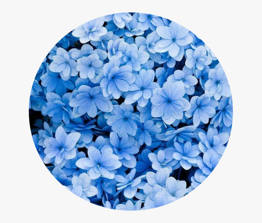 Aesthetics Blue Drawn Flower Wallpapers