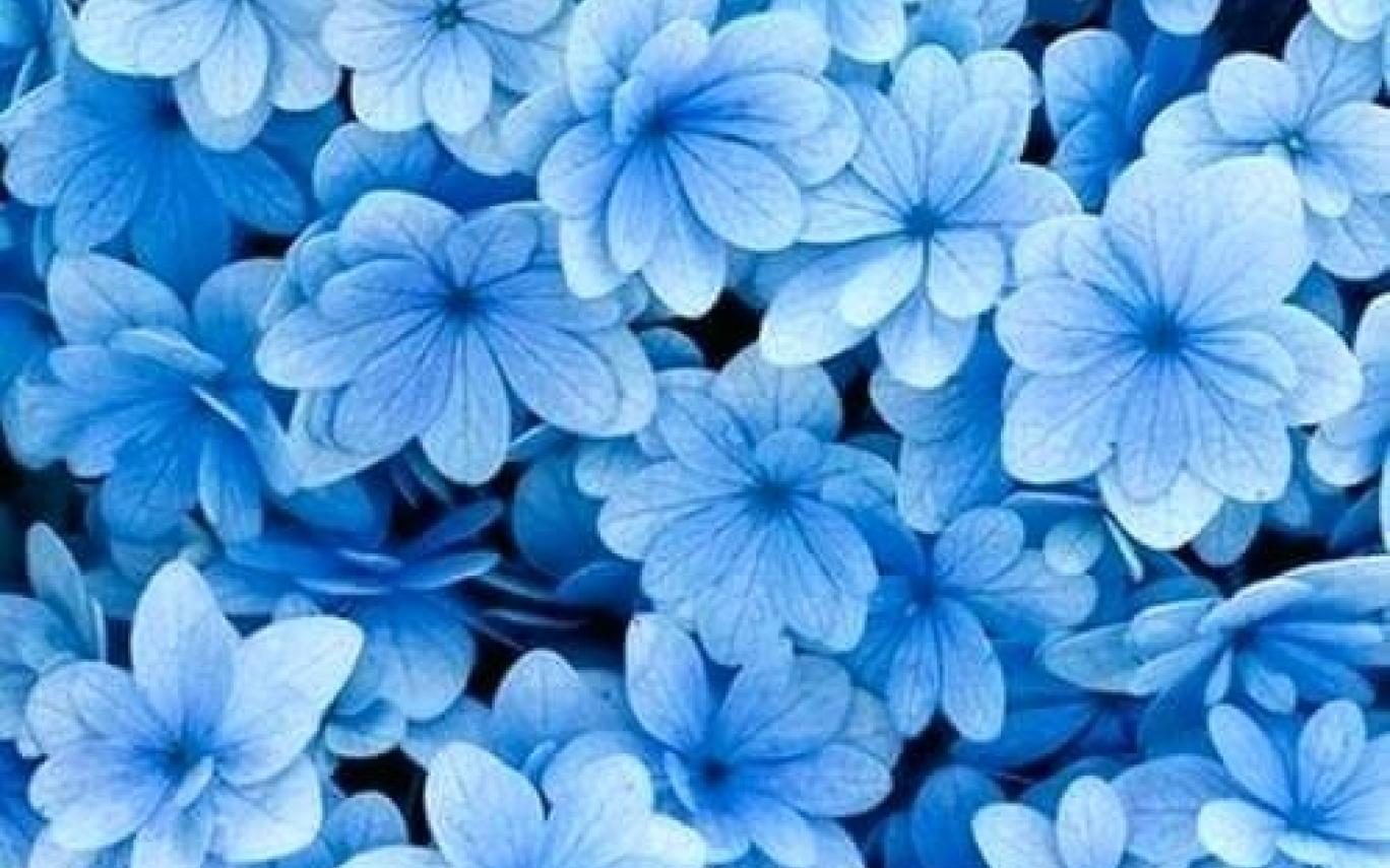 Aesthetics Blue Drawn Flower Wallpapers