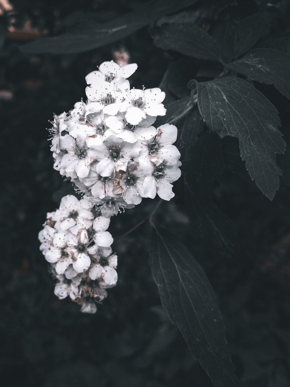 Aesthetics Flower Grunge Wallpapers