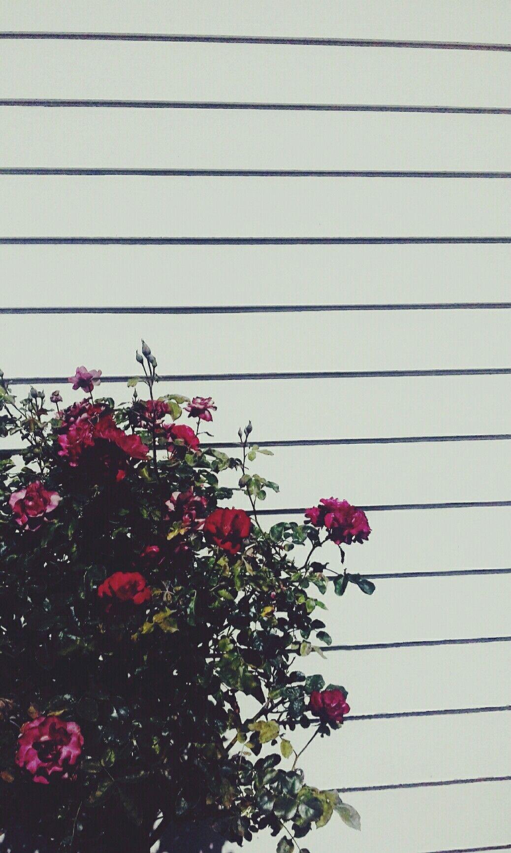 Aesthetics Flower Grunge Wallpapers