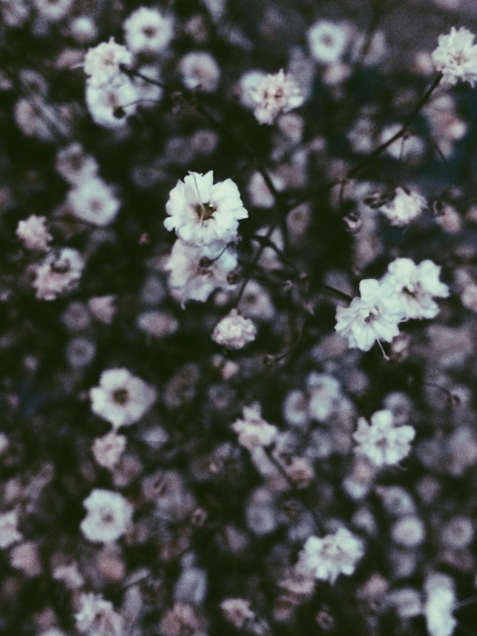 Aesthetics Flower Grunge Wallpapers