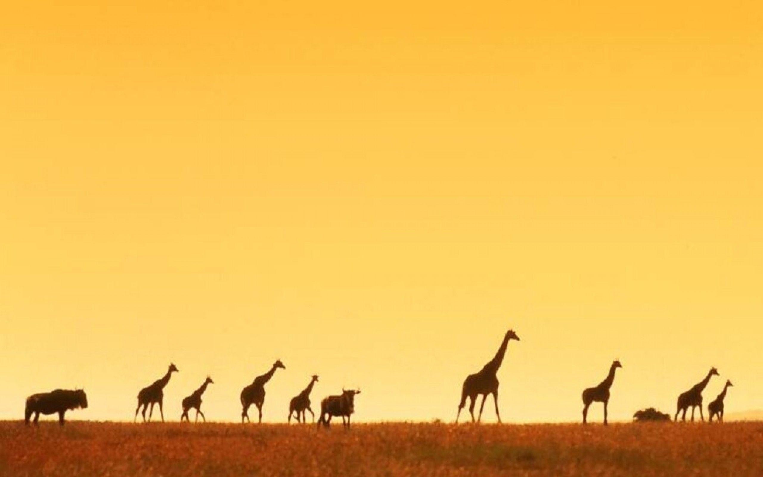 Africa Hd Wallpapers