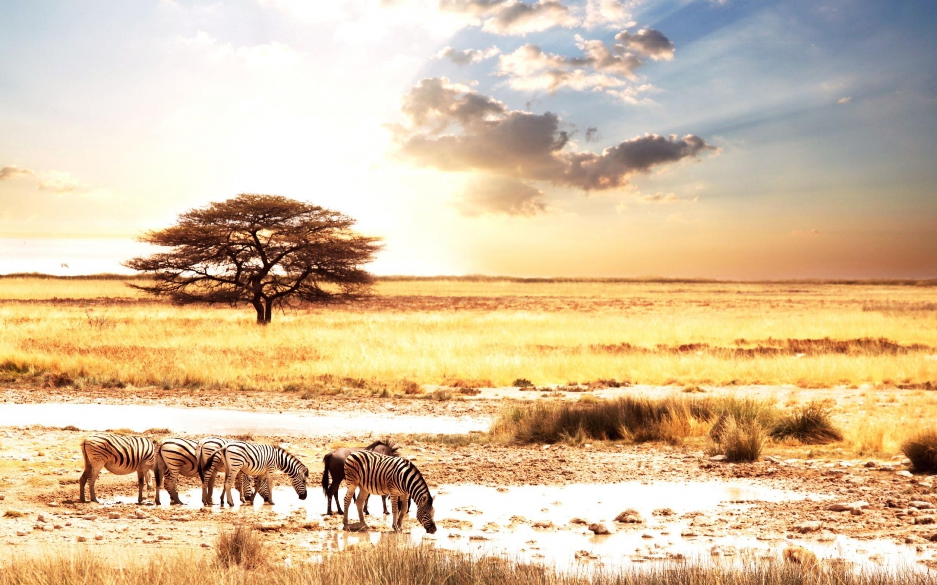 Africa Hd Wallpapers