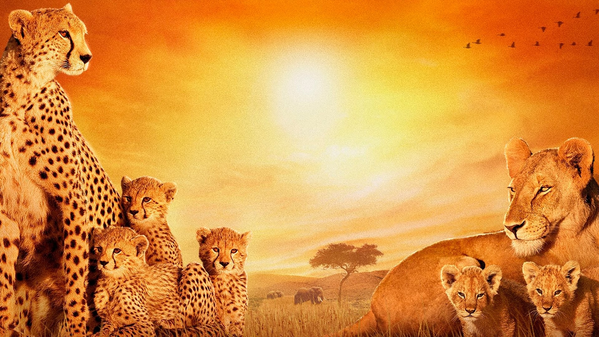 Africa Hd Wallpapers