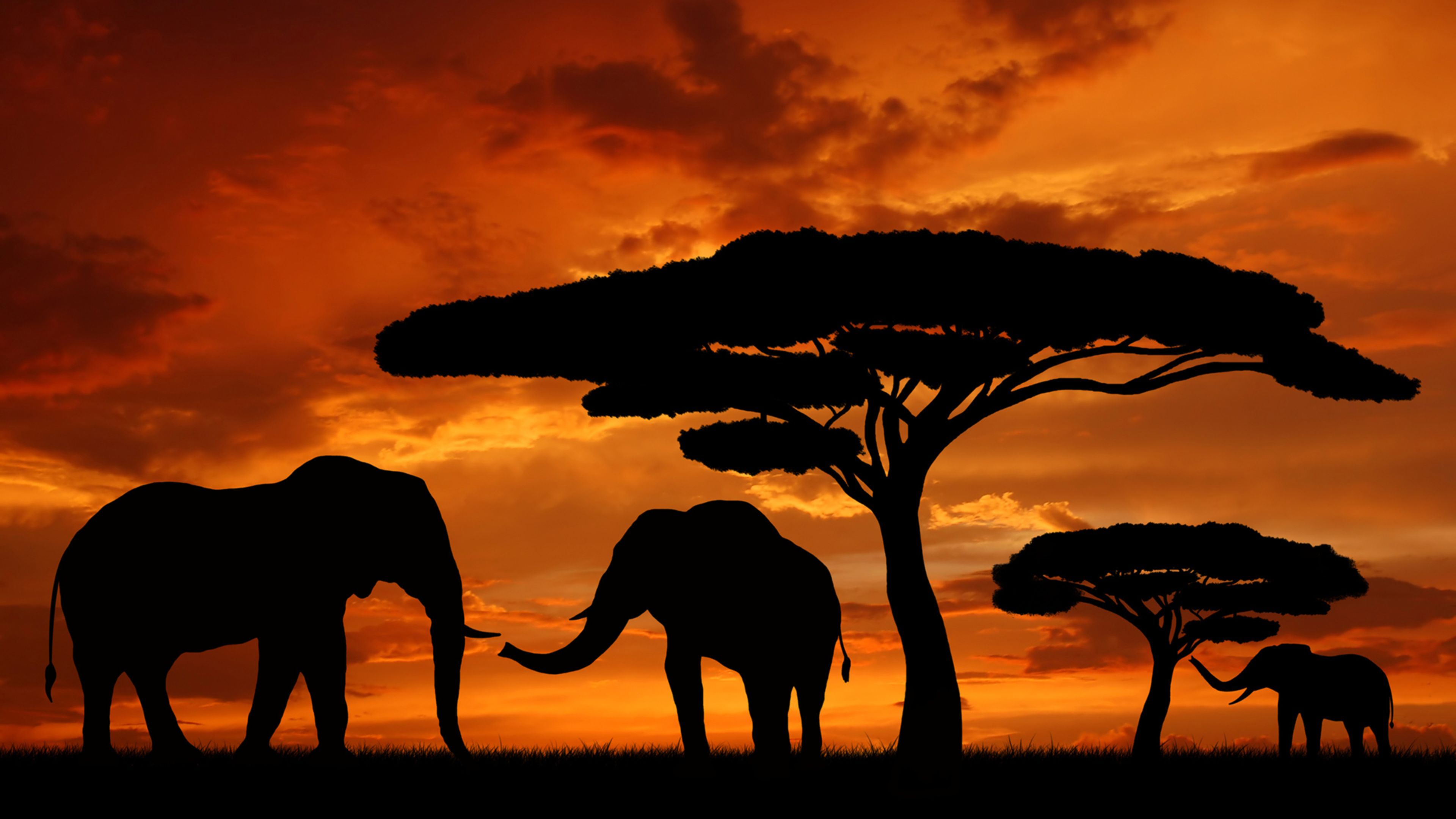 Africa Hd Wallpapers