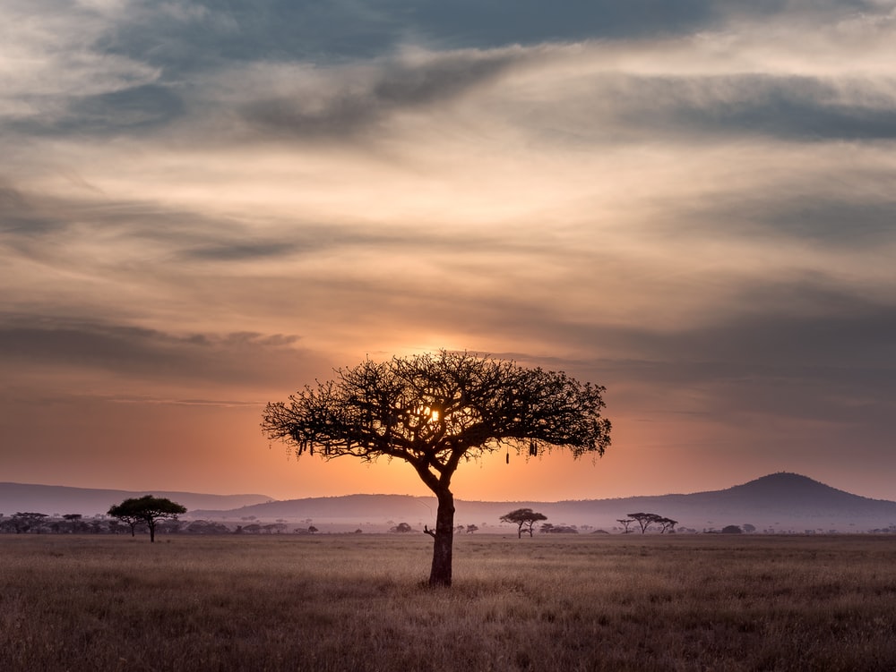 Africa Hd Wallpapers