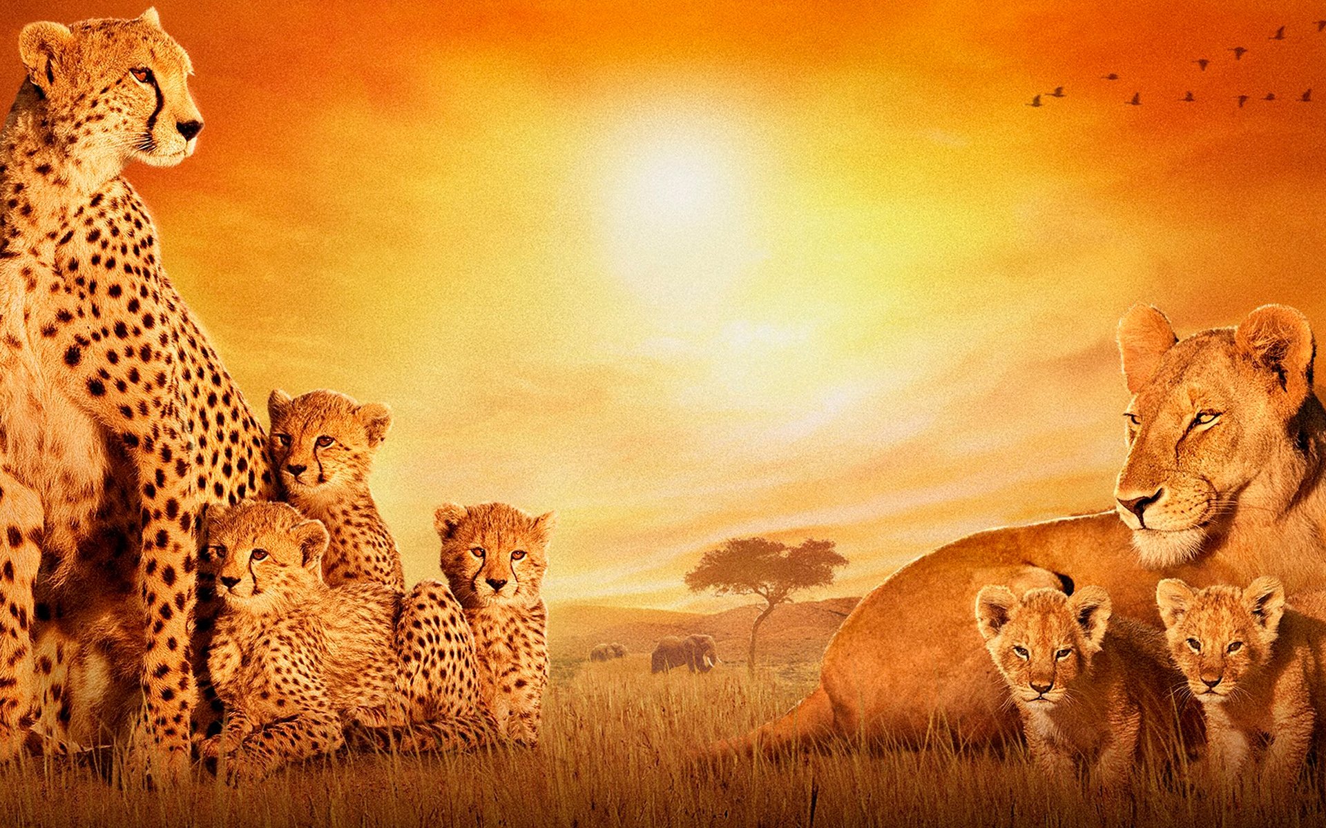 Africa Wallpapers