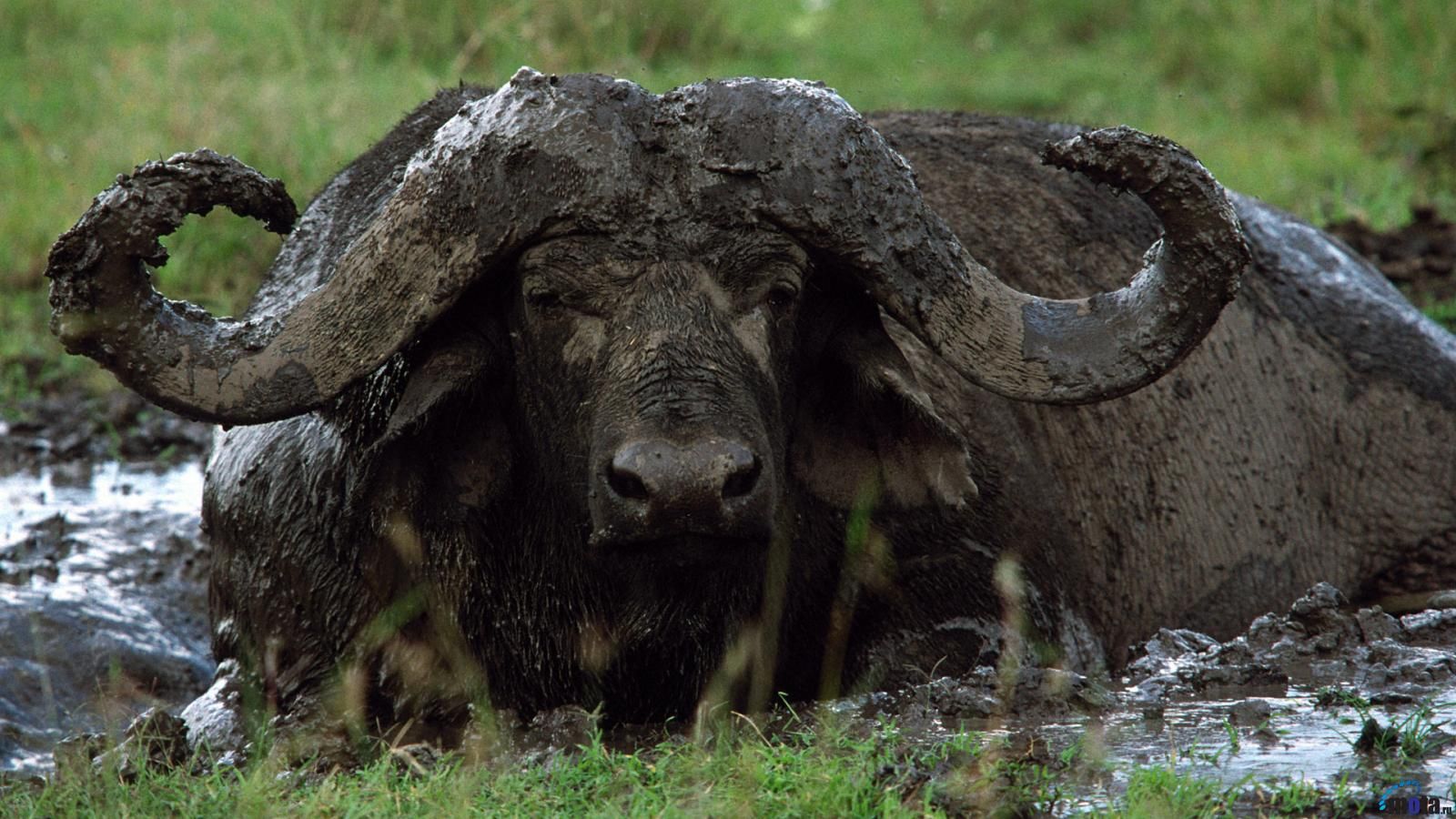 African Buffalo Wallpapers