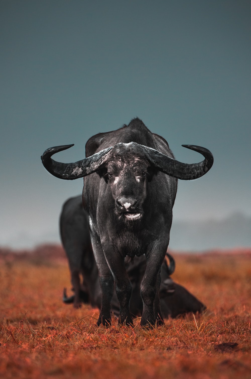 African Buffalo Wallpapers