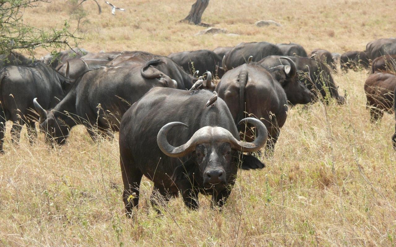 African Buffalo Wallpapers