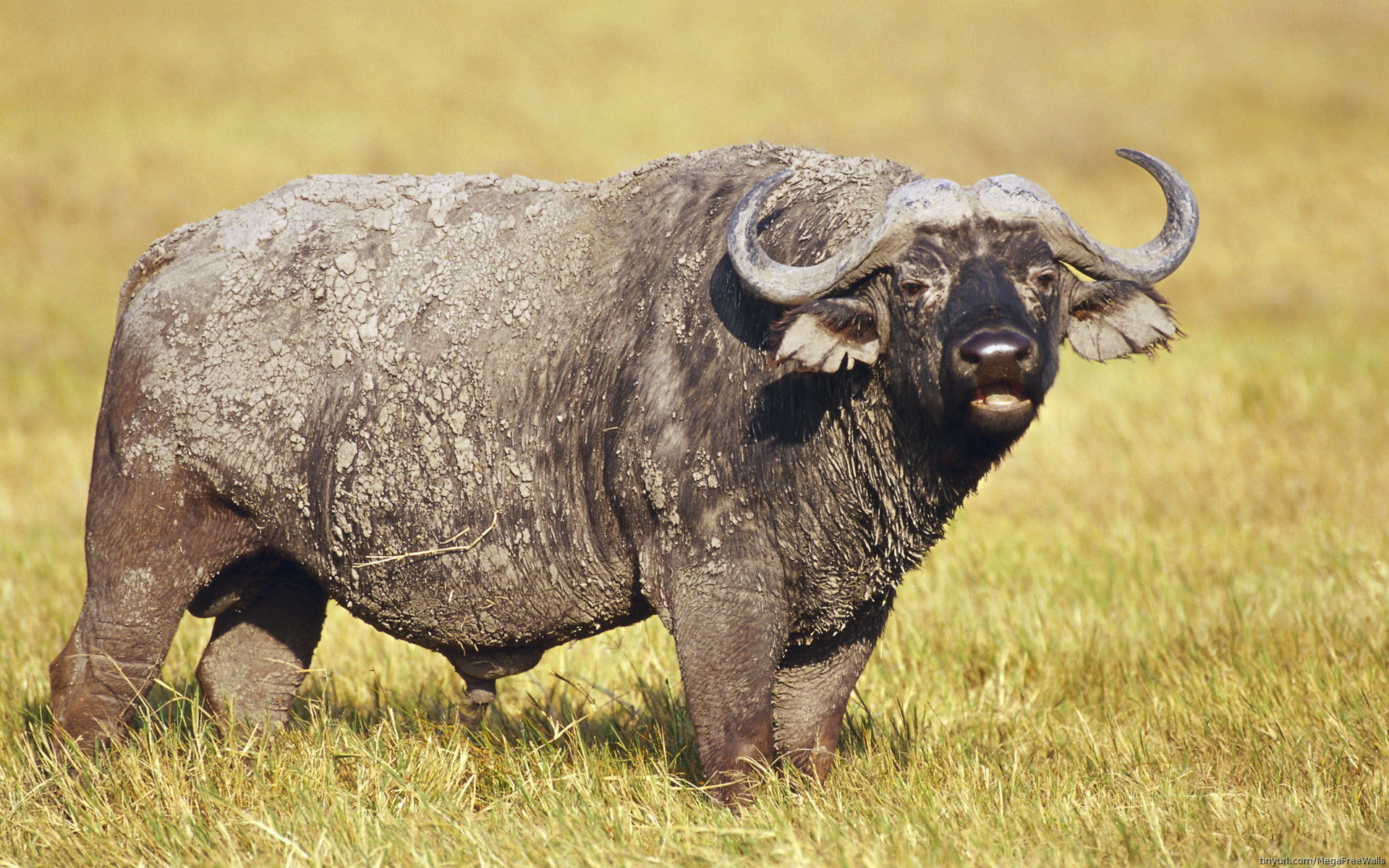 African Buffalo Wallpapers