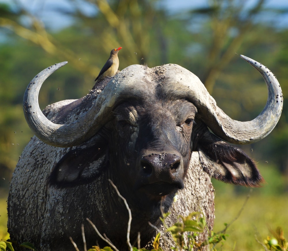 African Buffalo Wallpapers