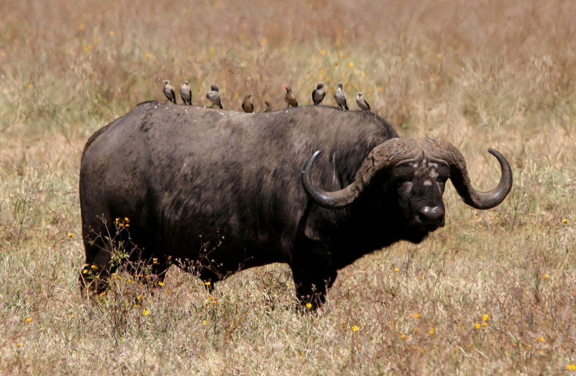 African Buffalo Wallpapers