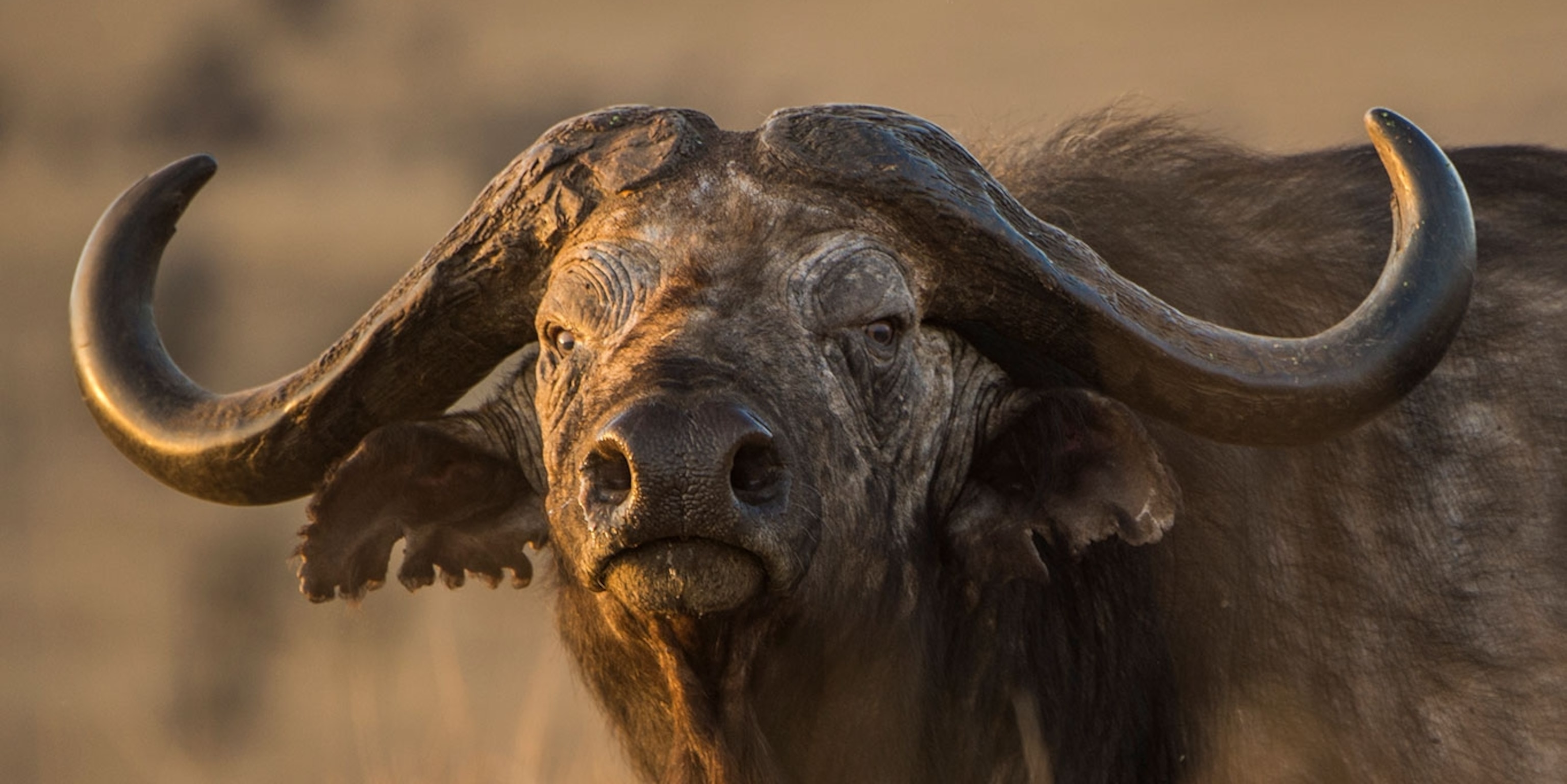 African Buffalo Wallpapers