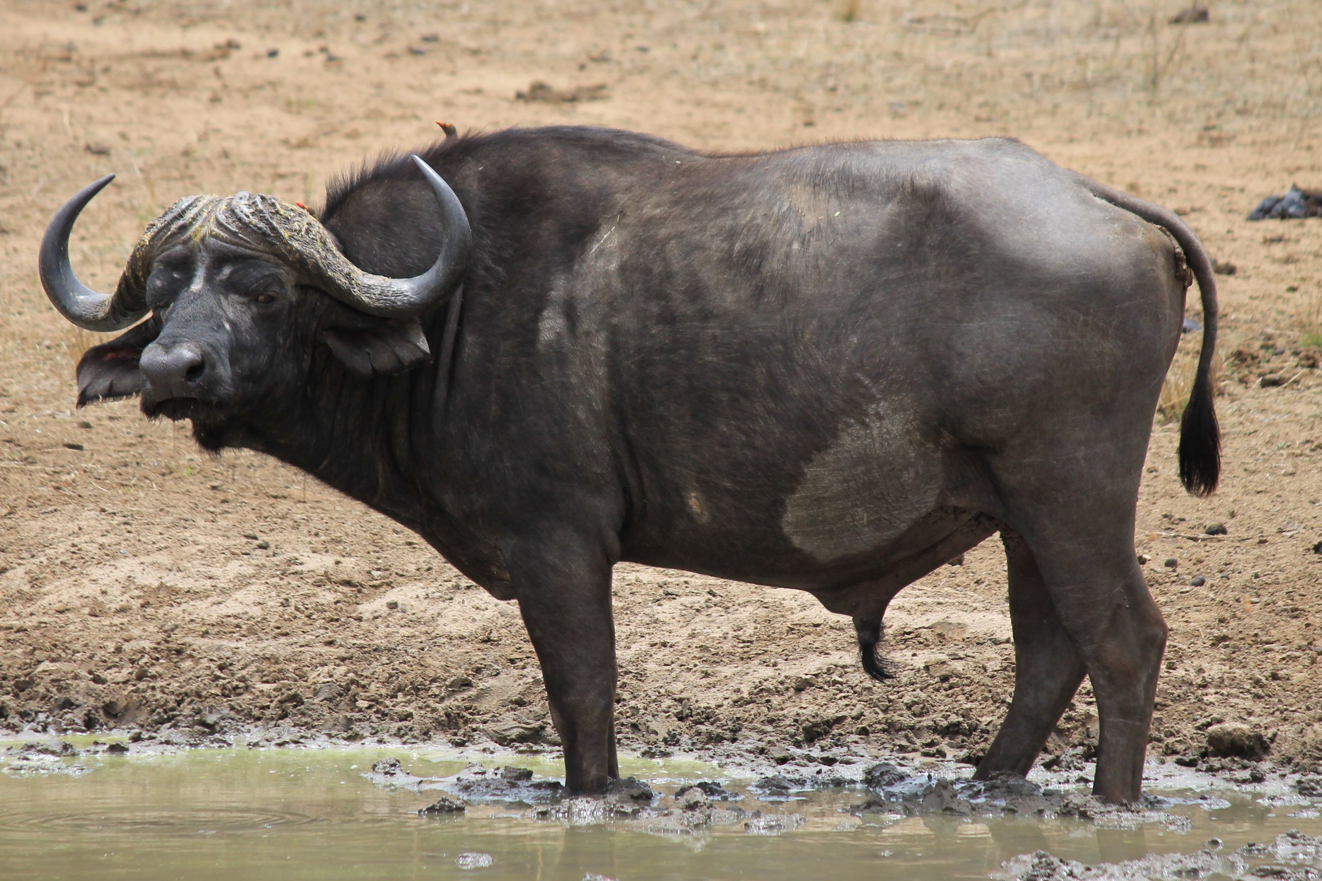 African Buffalo Wallpapers