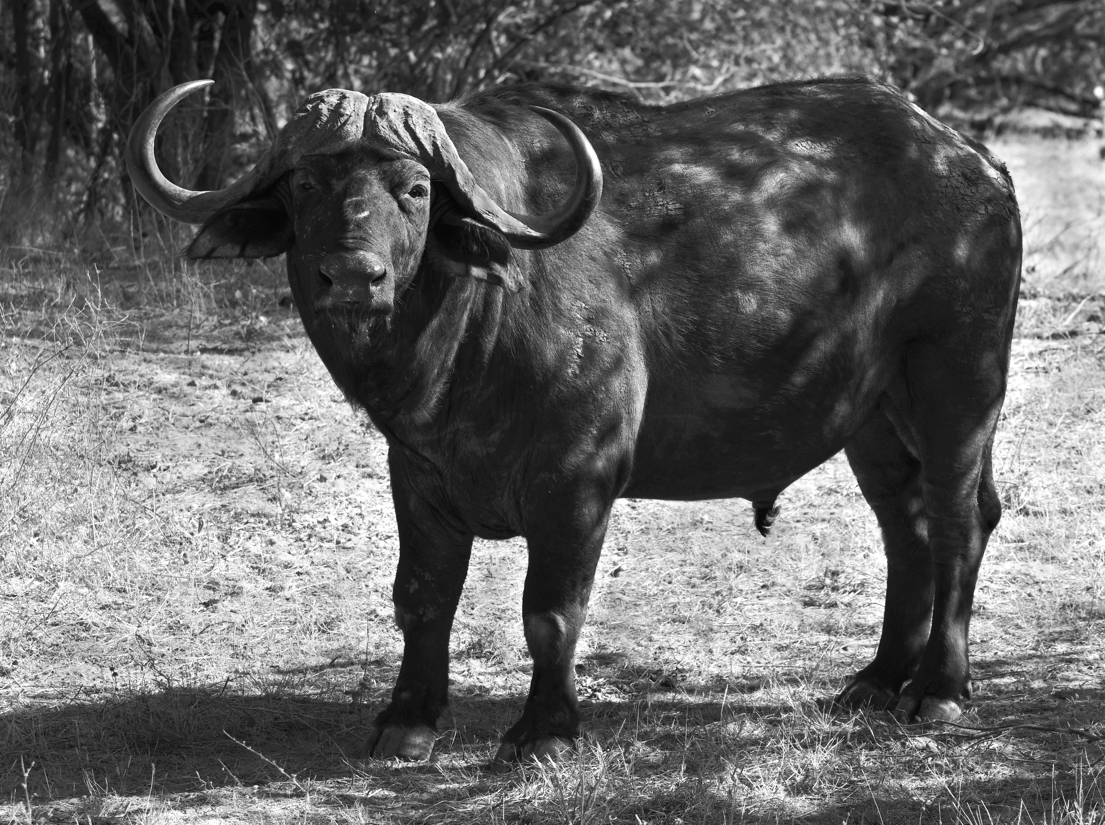 African Buffalo Wallpapers