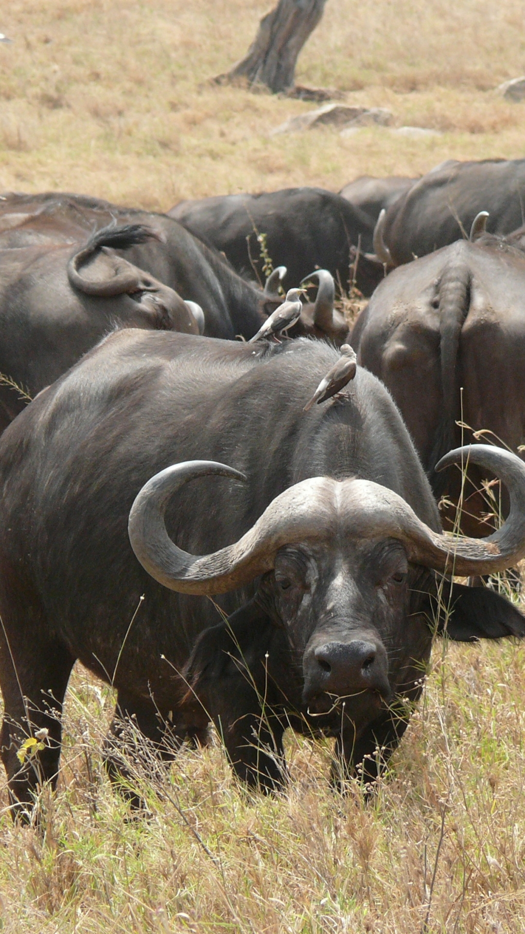 African Buffalo Wallpapers