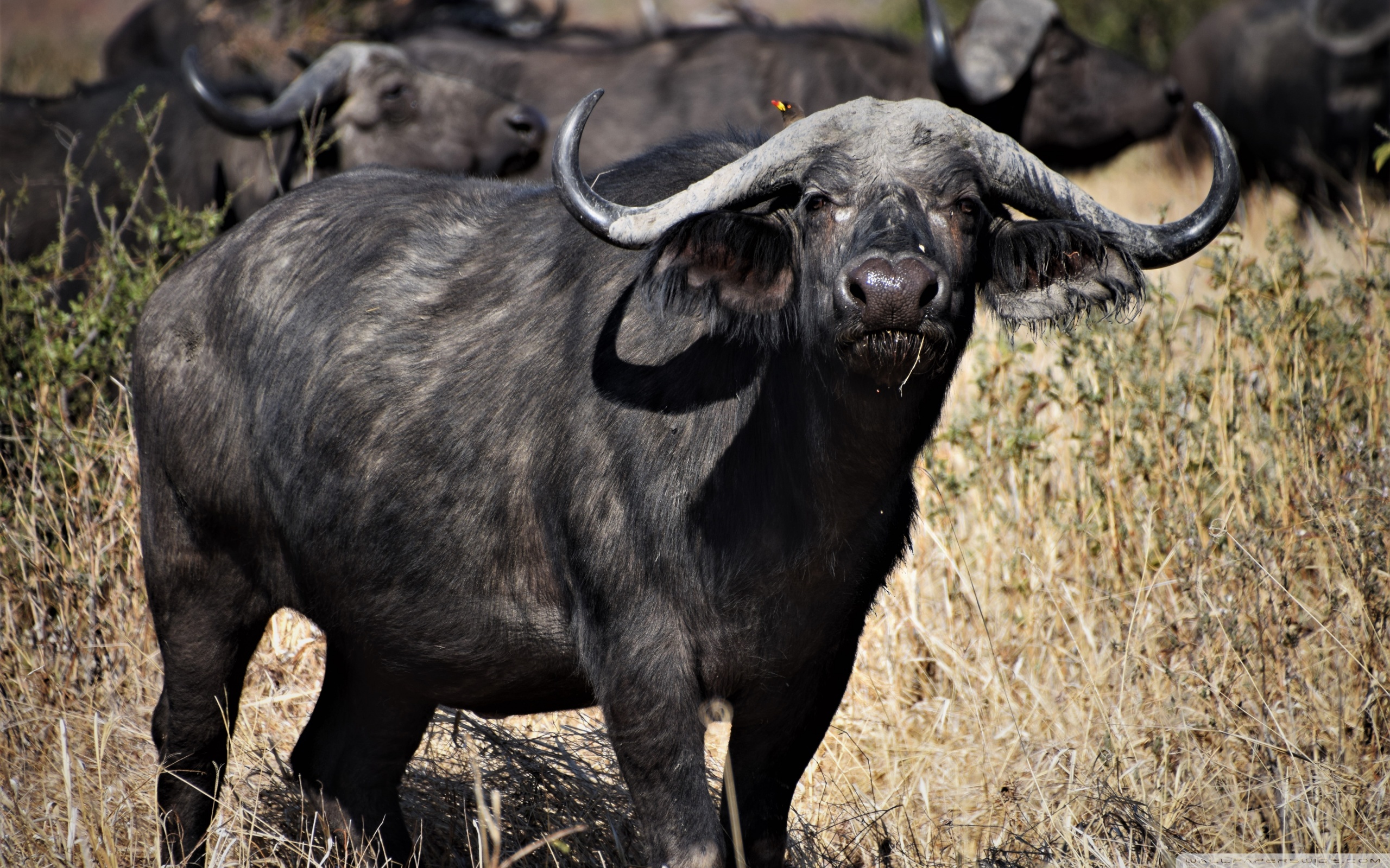 African Buffalo Wallpapers