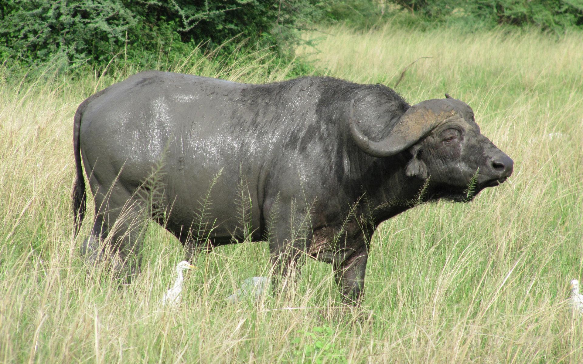 African Buffalo Wallpapers