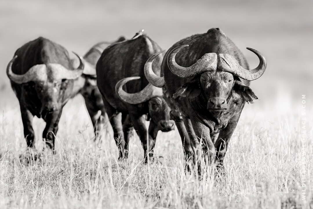 African Buffalo Wallpapers