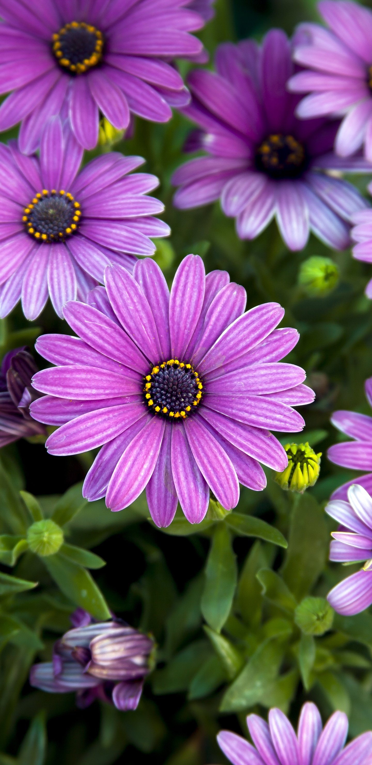 African Daisy Wallpapers