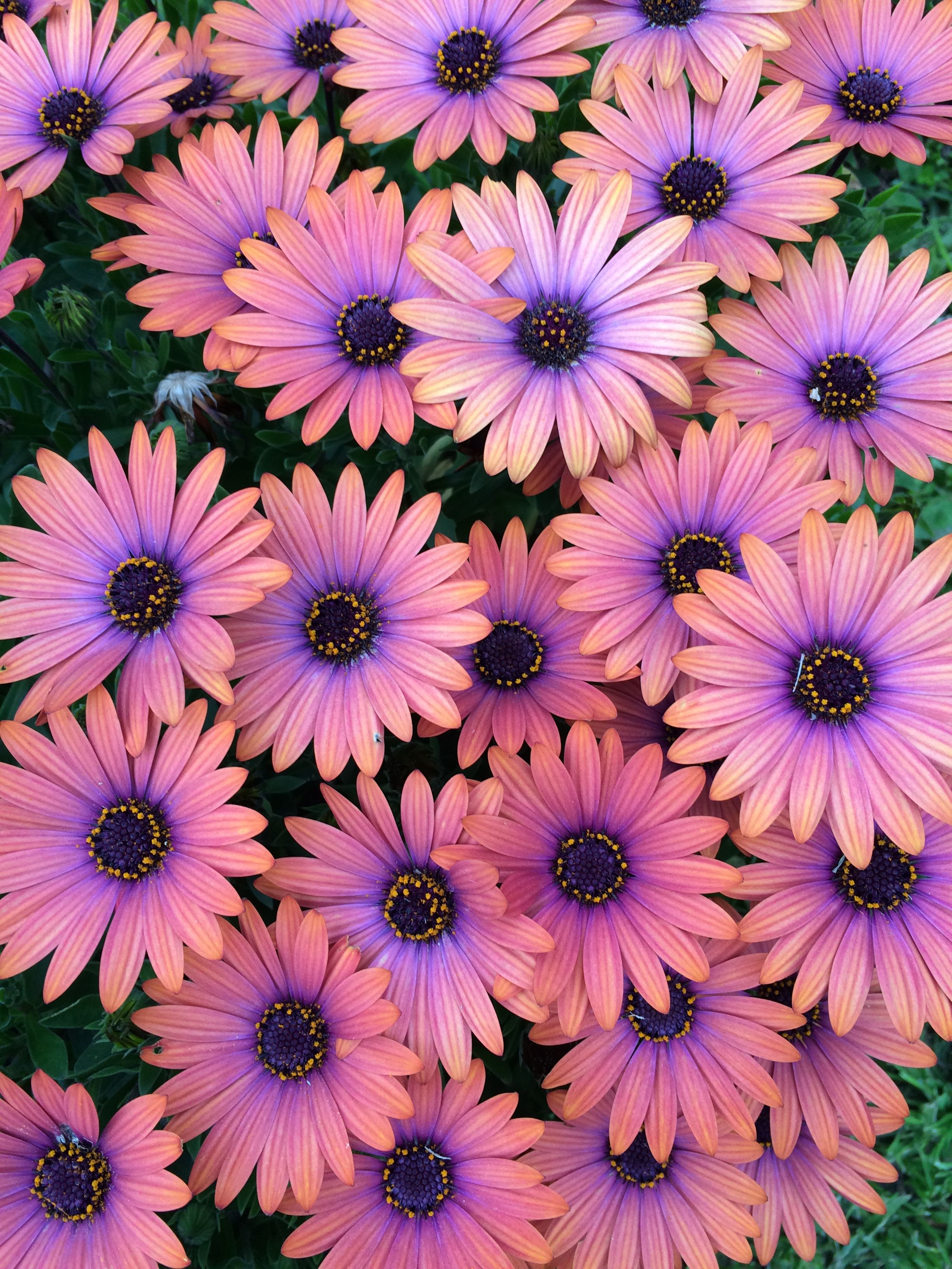 African Daisy Wallpapers