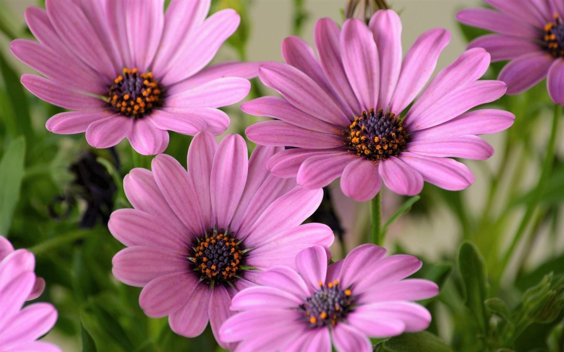 African Daisy Wallpapers