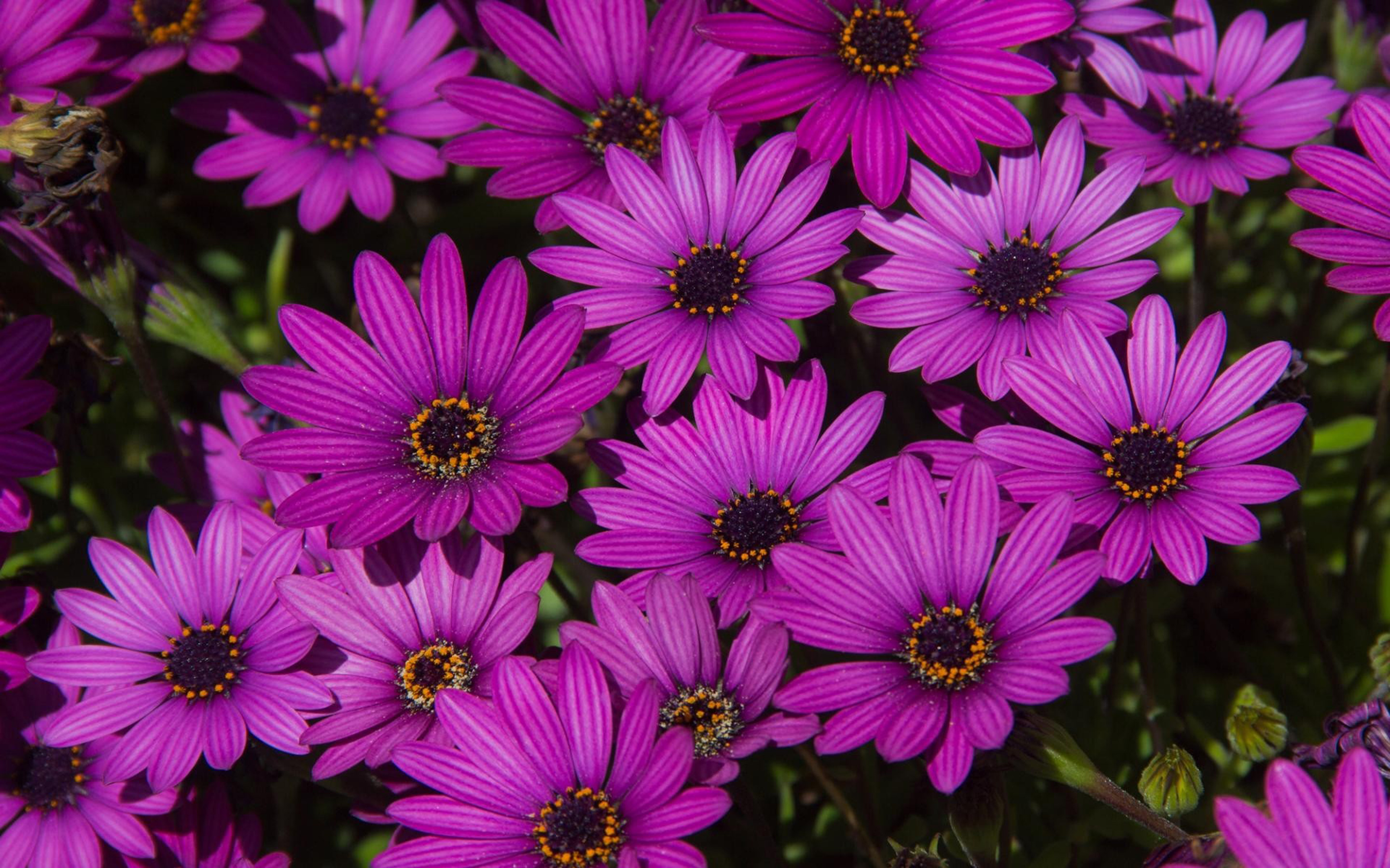 African Daisy Wallpapers