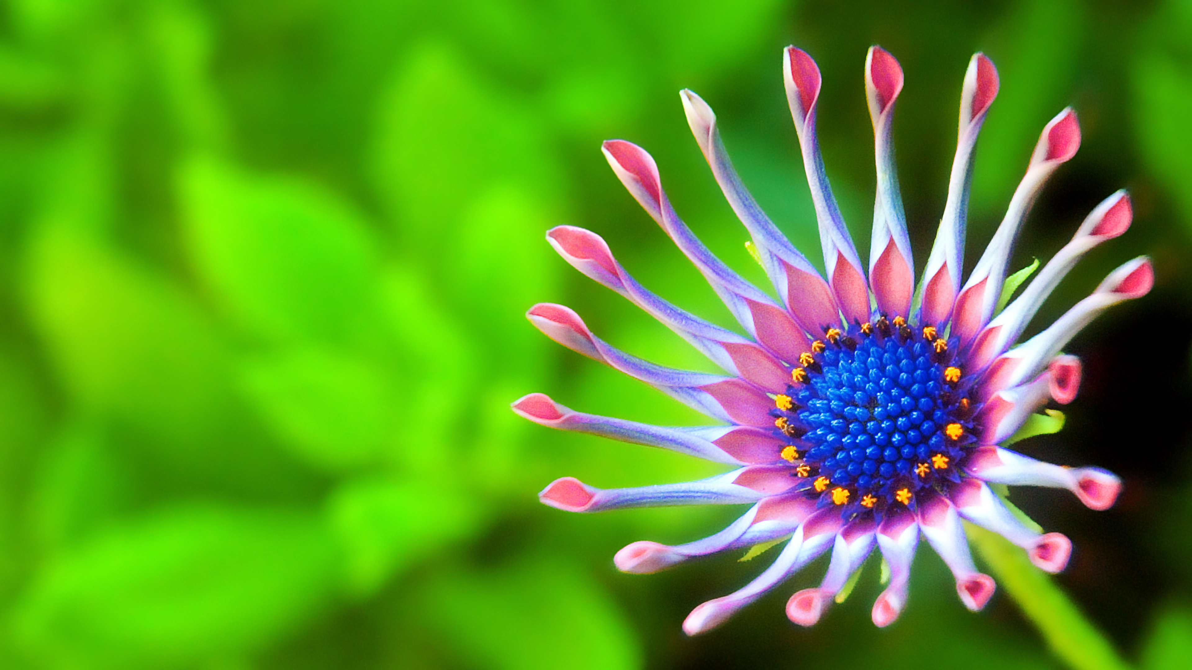 African Daisy Wallpapers