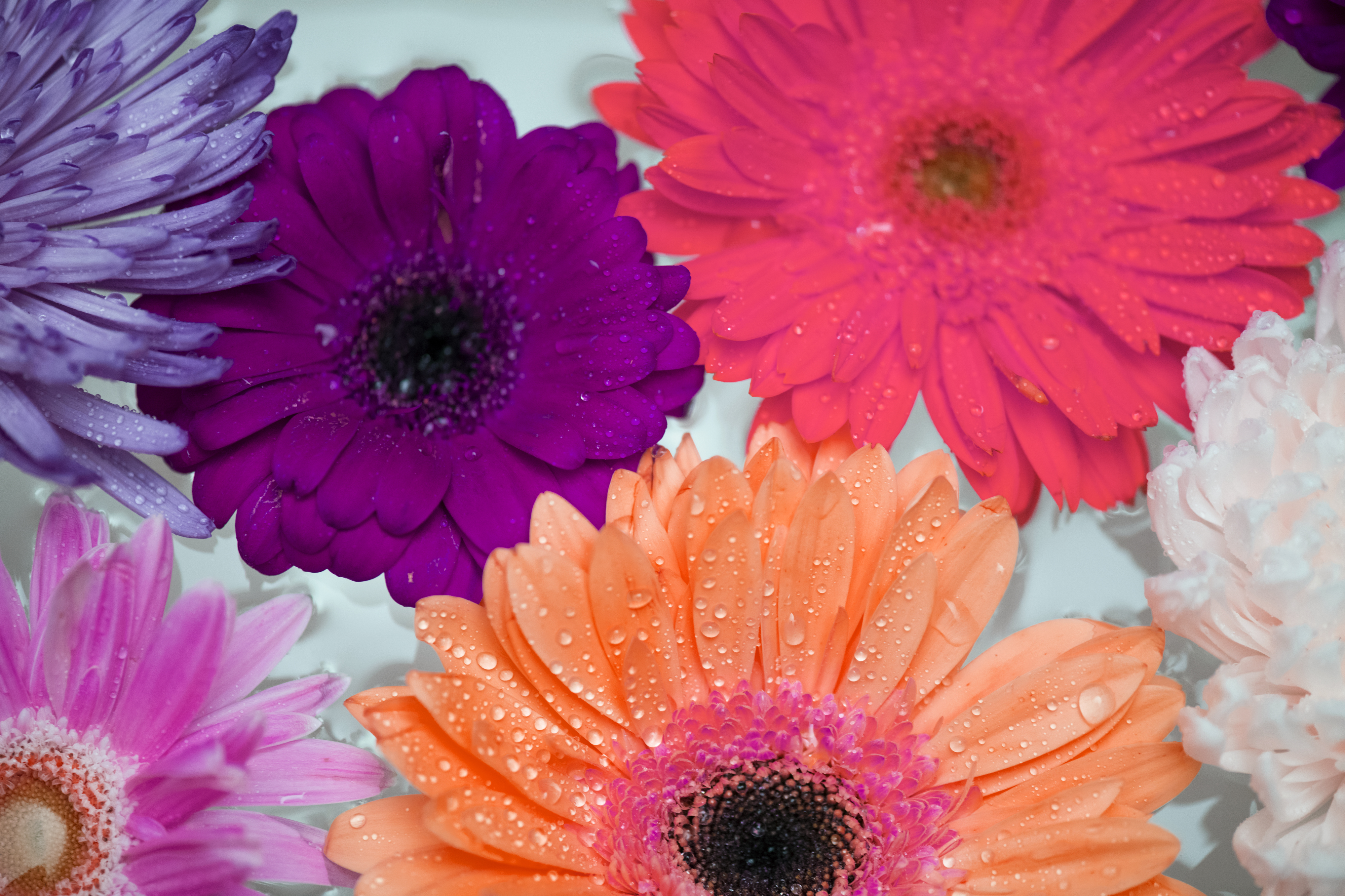 African Daisy Wallpapers